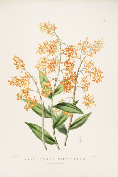Illustration of Epidendrum Polyanthum by Miss Drake